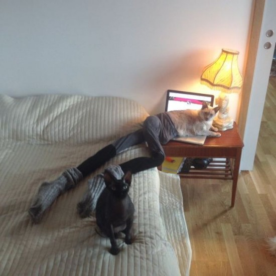 Cats-Wearing-Tights-009