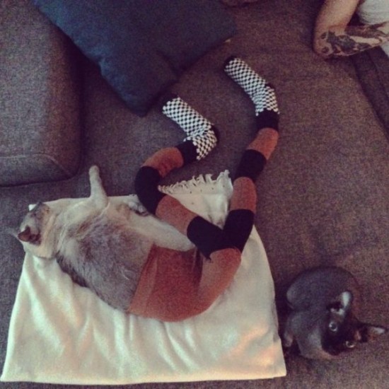 Cats-Wearing-Tights-017