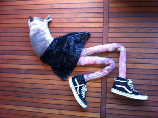 Cats-Wearing-Tights-020