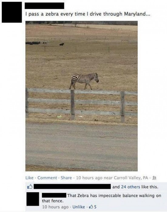 Funny-Facebook-Comments-009