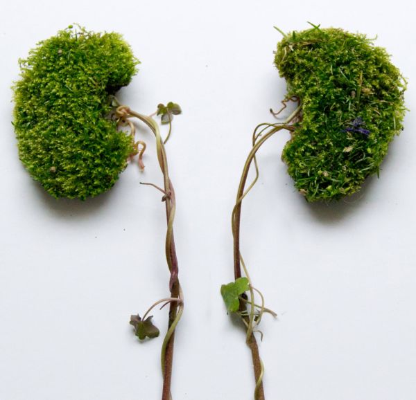 Human-Body-Organs-Made-Out-of-Flowers-and-Leaves-004