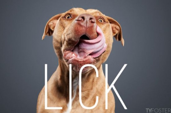 Portraits-of-Dogs-as-They-Lick-001