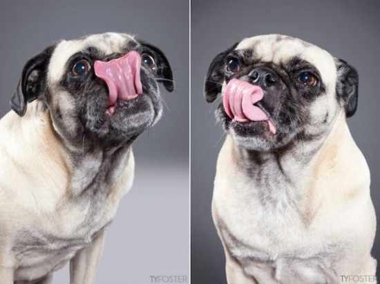 Portraits-of-Dogs-as-They-Lick-002