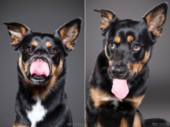 Portraits-of-Dogs-as-They-Lick-003