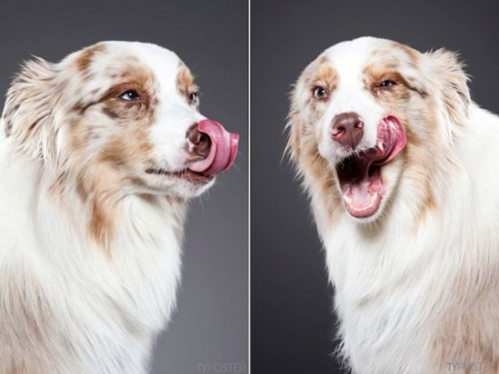 Portraits-of-Dogs-as-They-Lick-004