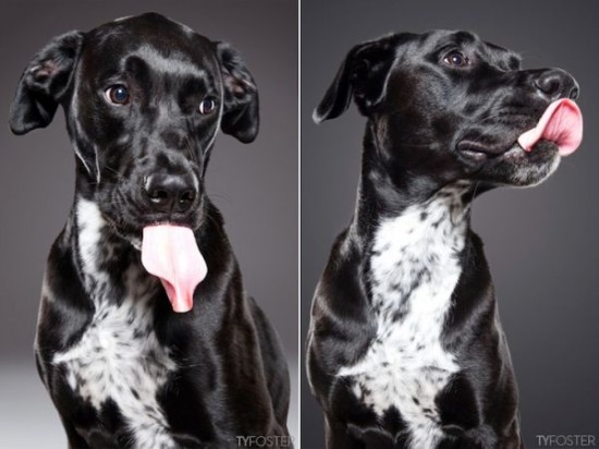 Portraits-of-Dogs-as-They-Lick-005