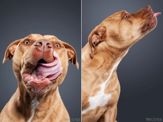 Portraits-of-Dogs-as-They-Lick-006