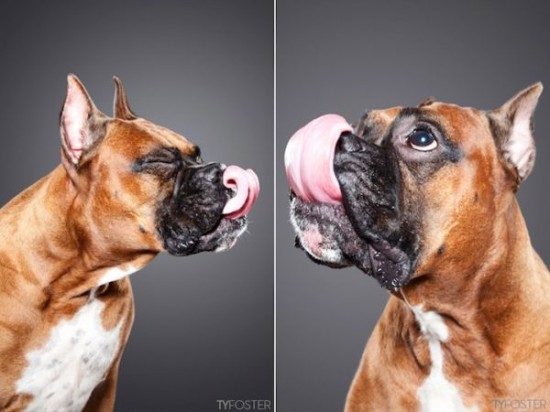 Portraits-of-Dogs-as-They-Lick-007