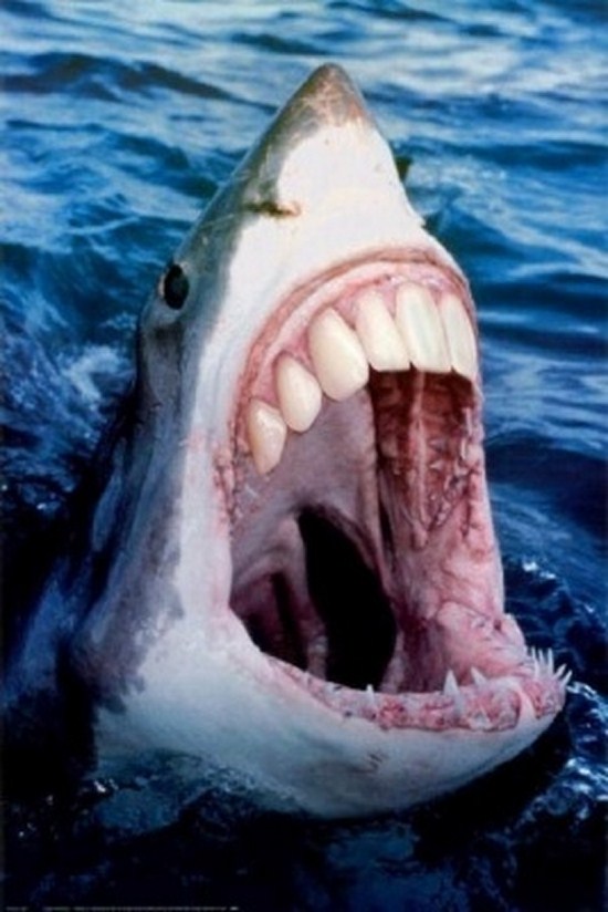 Sharks-With-Human-Teeth-001