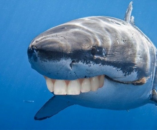 Sharks-With-Human-Teeth-002