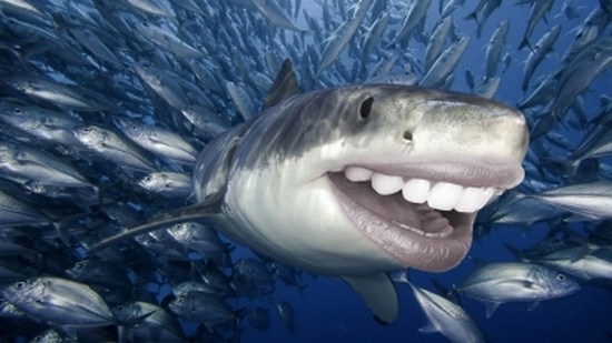 Sharks-With-Human-Teeth-003