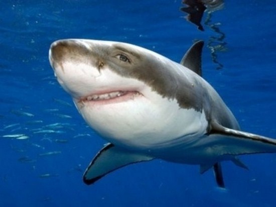 Sharks-With-Human-Teeth-004