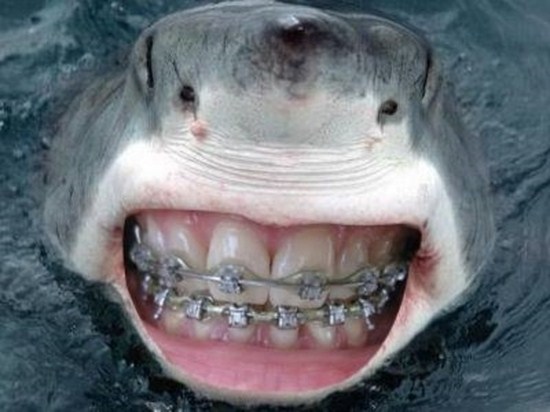 Sharks-With-Human-Teeth-006
