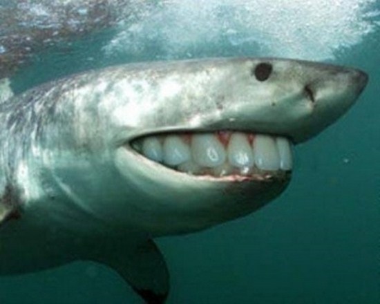 Sharks-With-Human-Teeth-007