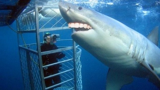 Sharks-With-Human-Teeth-009