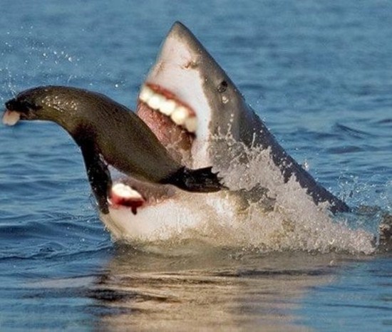 Sharks-With-Human-Teeth-012