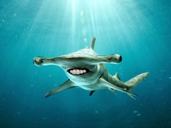 Sharks-With-Human-Teeth-013