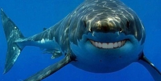Sharks-With-Human-Teeth-014