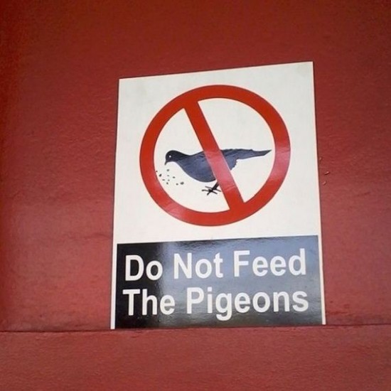 The-Pigeons-Attack-007