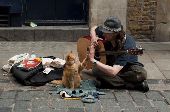 This Highfiving Cat