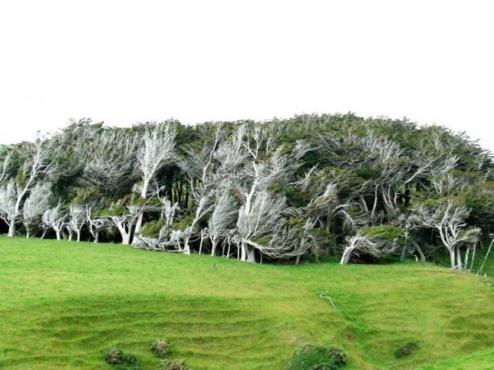 Trees-Shaped-into-Beautiful-Form-by-Winds-010