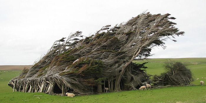 Trees-Shaped-into-Beautiful-Form-by-Winds-014