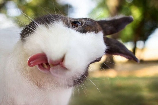 19 Bunnies Sticking Their Tongues Out 001
