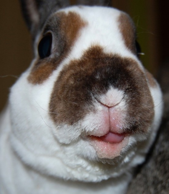 19 Bunnies Sticking Their Tongues Out 002