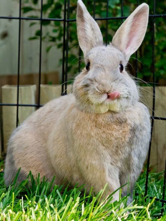 19 Bunnies Sticking Their Tongues Out 004
