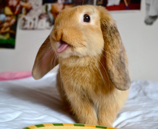 19 Bunnies Sticking Their Tongues Out 005