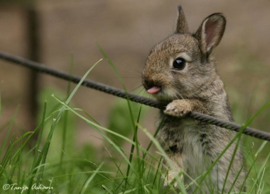 19 Bunnies Sticking Their Tongues Out 006