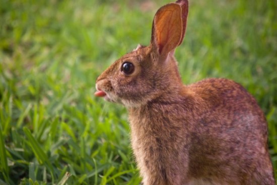 19 Bunnies Sticking Their Tongues Out 009