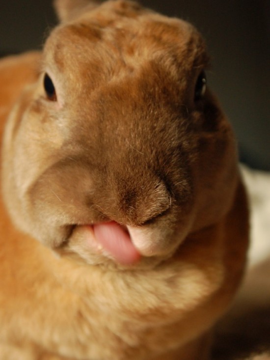 19 Bunnies Sticking Their Tongues Out 010