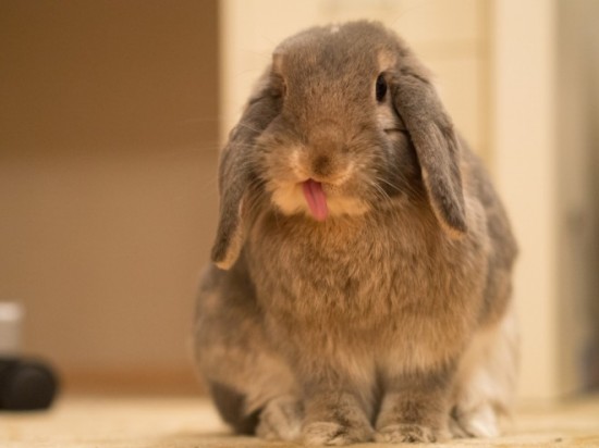 19 Bunnies Sticking Their Tongues Out 012