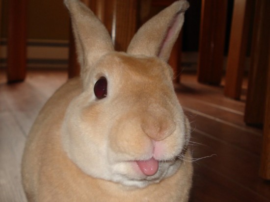19 Bunnies Sticking Their Tongues Out 013