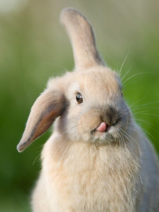 19 Bunnies Sticking Their Tongues Out 018