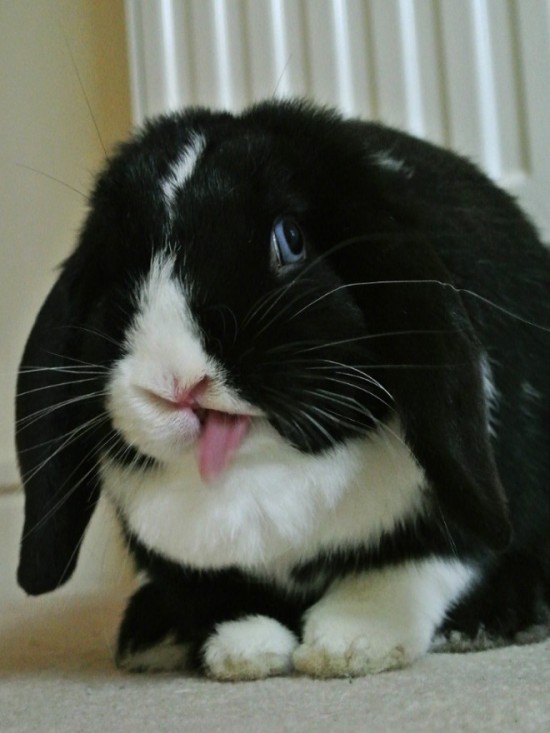 19 Bunnies Sticking Their Tongues Out 019