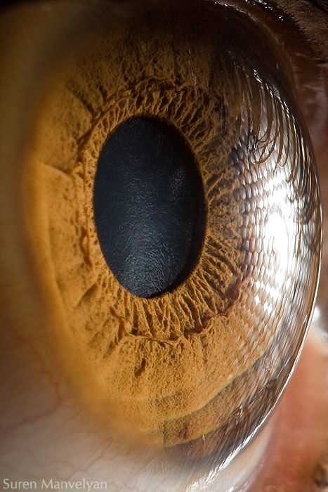 21 Extreme Close Ups of the Human Eye002