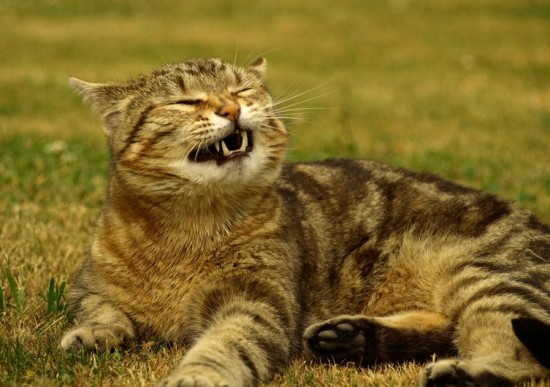 24 Cats Caught Mid-Sneeze 001