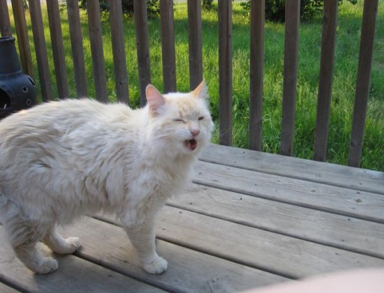 24 Cats Caught Mid-Sneeze 004
