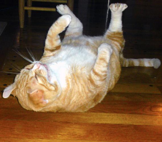 24 Cats Caught Mid-Sneeze 006
