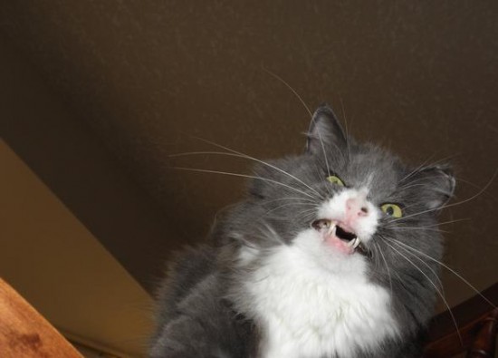 24 Cats Caught Mid-Sneeze 007