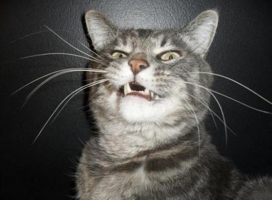 24 Cats Caught Mid-Sneeze 008