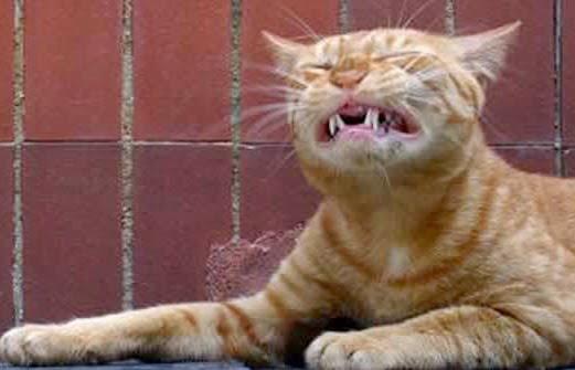 24 Cats Caught Mid-Sneeze 009