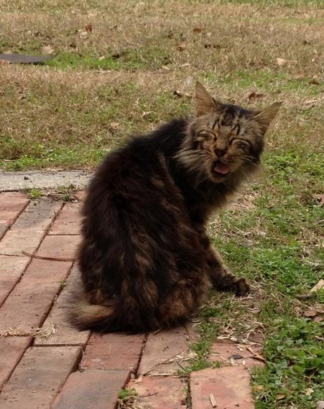 24 Cats Caught Mid-Sneeze 012