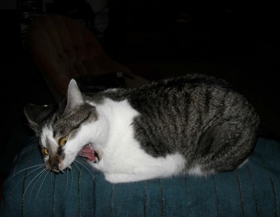 24 Cats Caught Mid-Sneeze 014