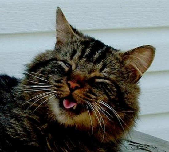 24 Cats Caught Mid-Sneeze 015