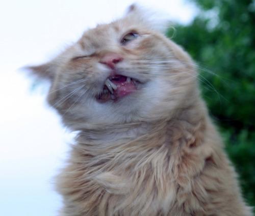 24 Cats Caught Mid-Sneeze 016