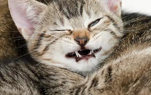 24 Cats Caught Mid-Sneeze 018