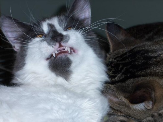 24 Cats Caught Mid-Sneeze 021
